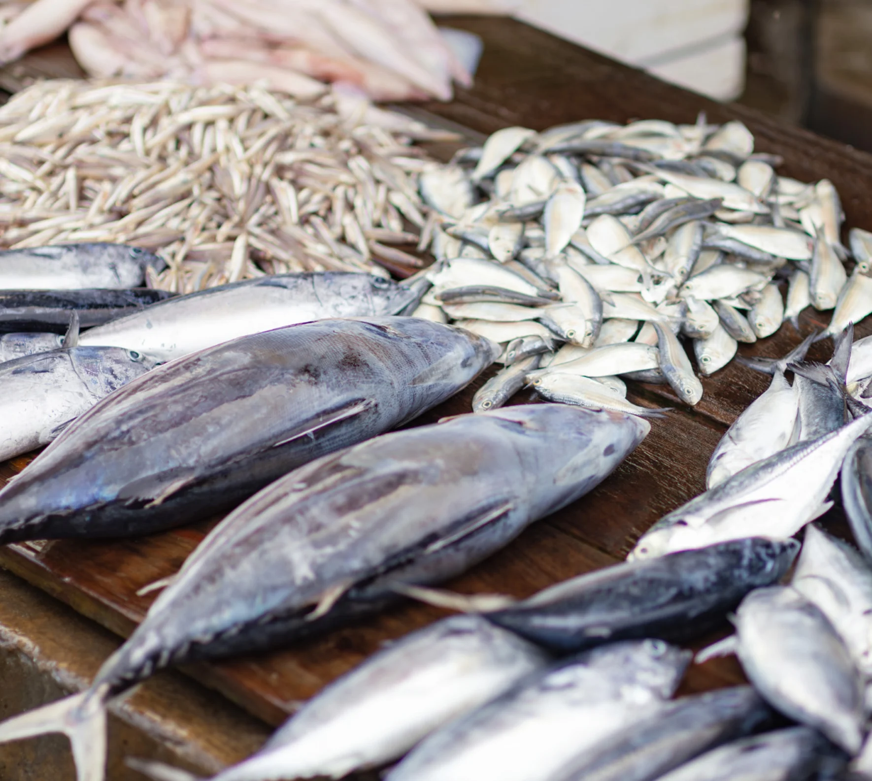 木の台に並べられたカツオなどの鮮魚